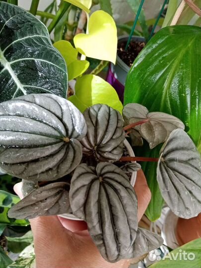 Пеперомии сортовые