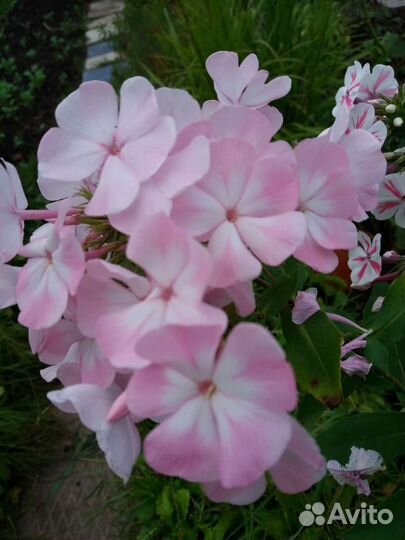 Ромашка, флоксы