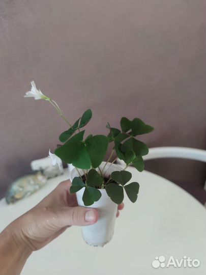 Кислица оксалис укорененные черенки