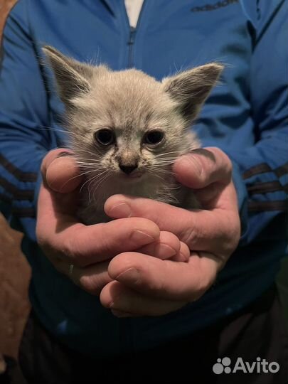 Котенок мальчик