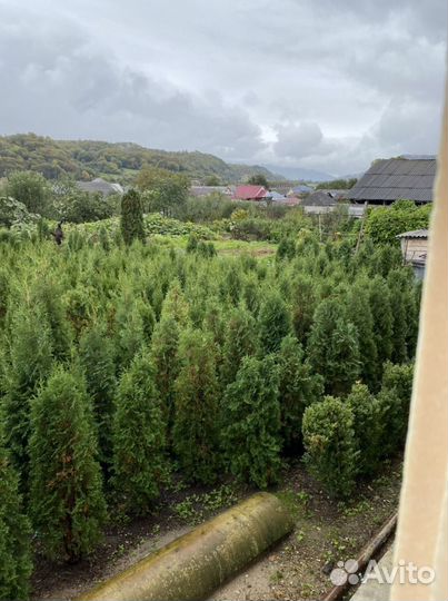 Туи коралловидный
