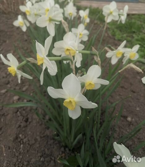 Луковицы нарциссов