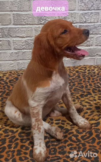 Щенки бретонский эпаньоль