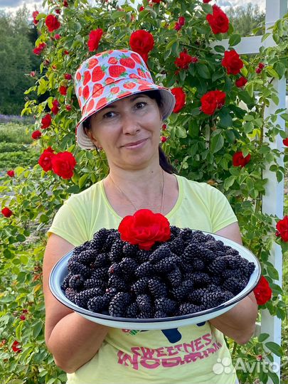 Саженцы ежевики Карака блек