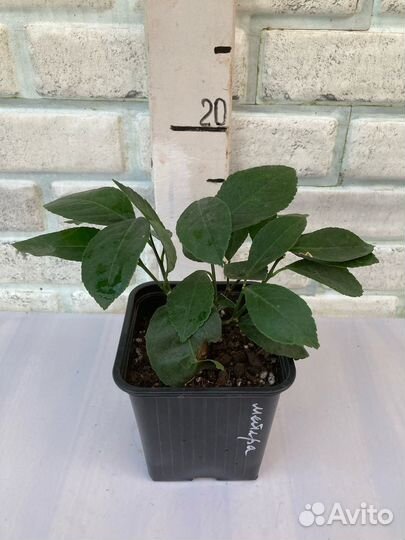 Лимон, лайм, кумкват, мандарин, апельсин и другое