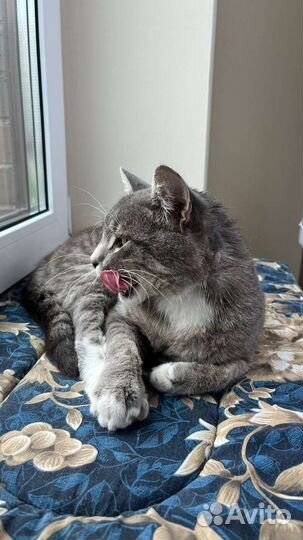 Котик ищет дом