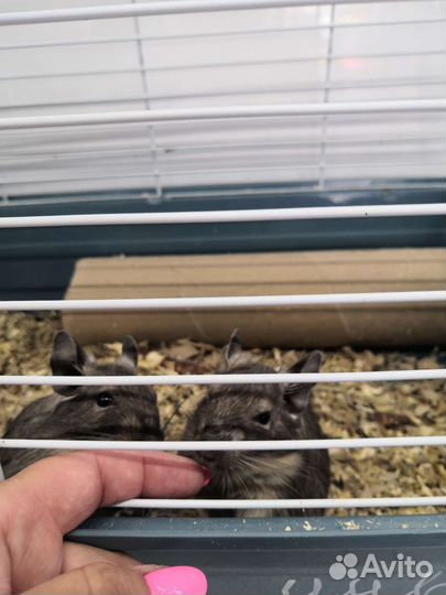 Чилийские белки Дегу