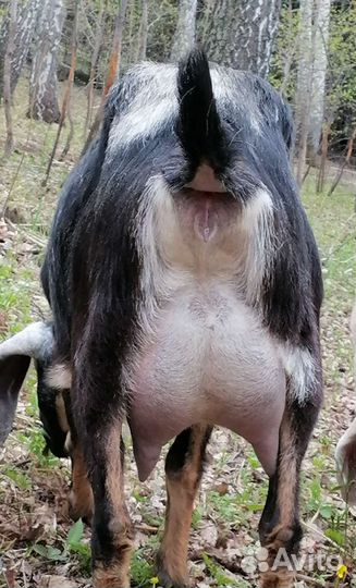 Дойные козы/некозь