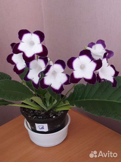 Стрептокарпус