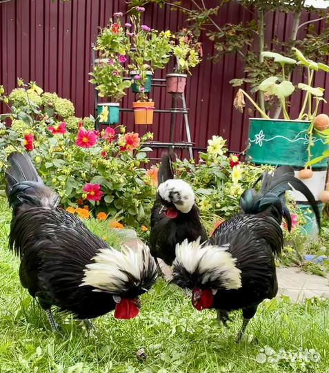 Куры Голландская белохохлая яйцо цыплята