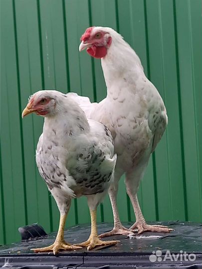 Царскосельски и пушкинские курочки и петушки