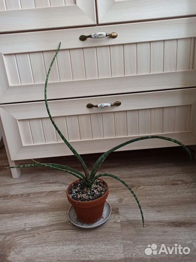 Сансевиерия цилиндрика