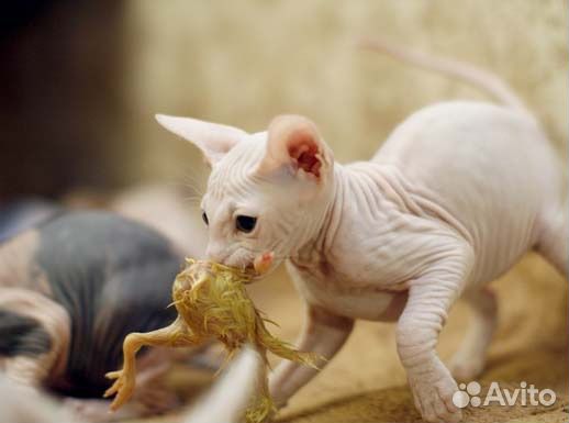 Суточные цыплят на корм животным