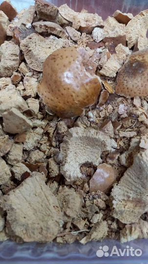 Молотый Орех мохилхин