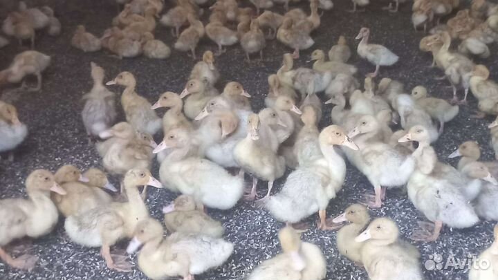 Утята стар 53