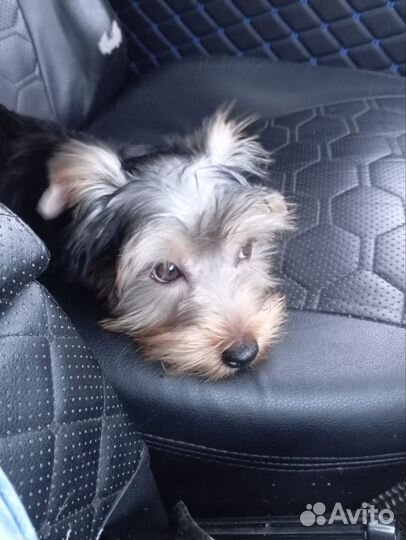 Йоркширский терьер