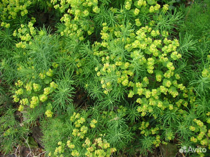 Садовые цветы