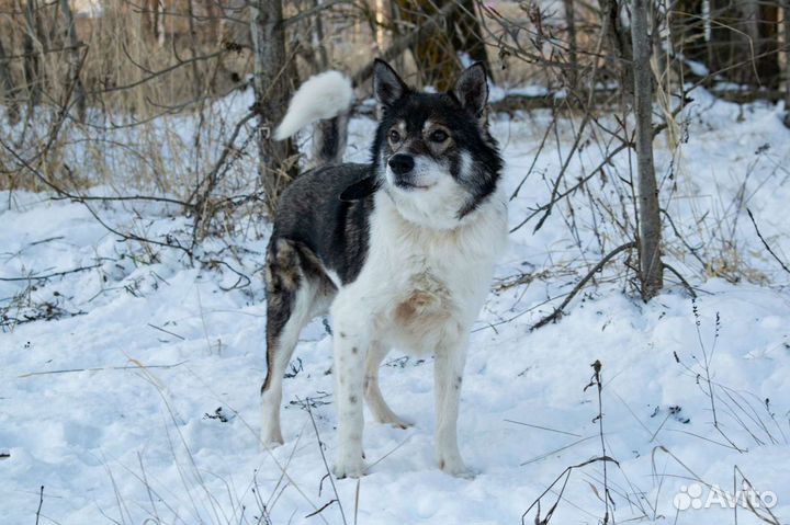 Пёс Дядя Митя