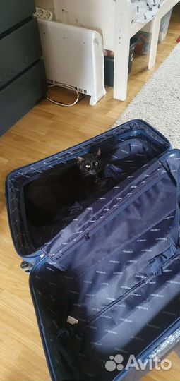 Кошка в дар