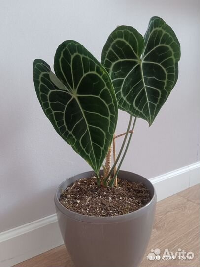 Антуриум кларинервиум