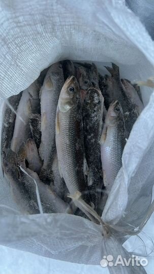 Свежая корюшка, ряпушка, навага и омуль Карский