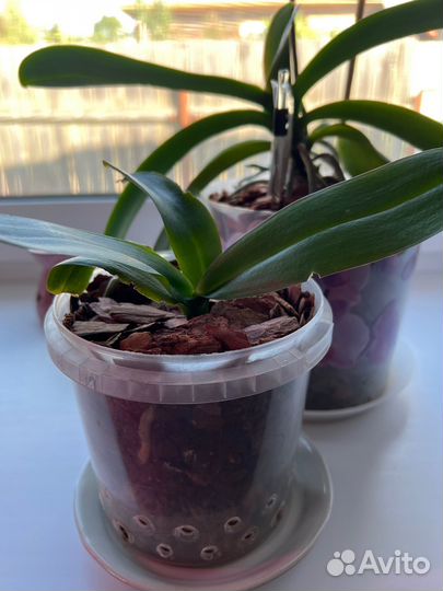 Орхидея фаленопсис Леко фантастик