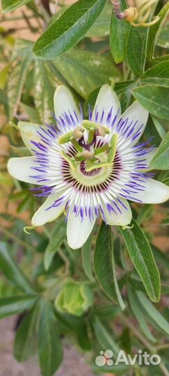 Пассифлоры сортовые плодоносящие