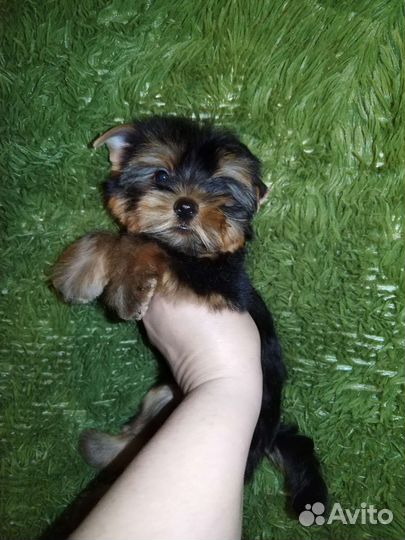 Щенки йорка мини
