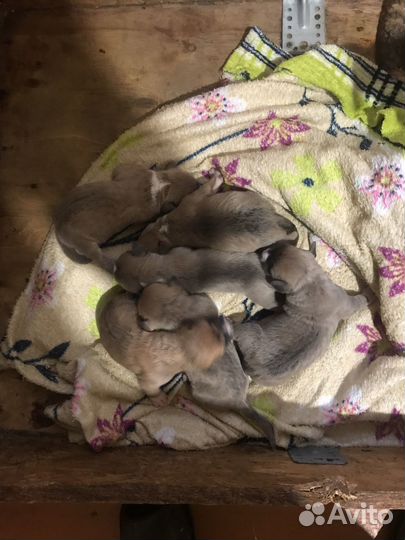 Стаффордширский терьер щенки