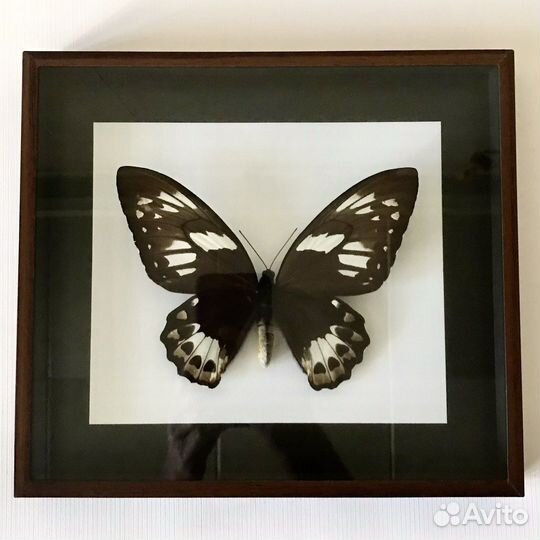 Насекомые, бабочки в рамках