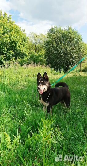 Ищем добрые руки