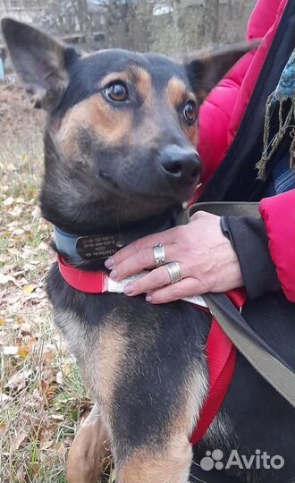 Собачки в добрые руки