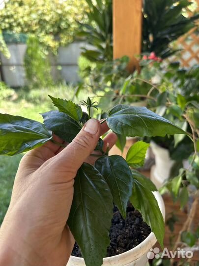 Домашние цветы