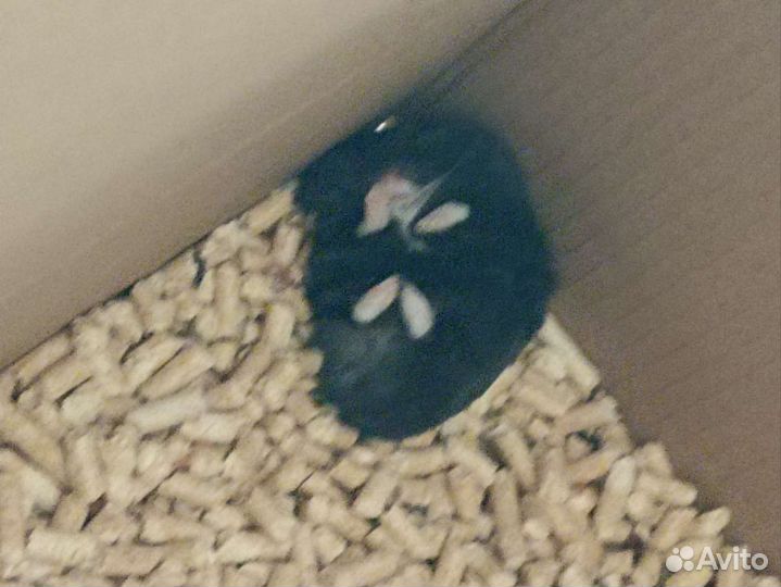 Джунгарский хомяк бесплатно