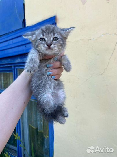 Кошки в добрые руки