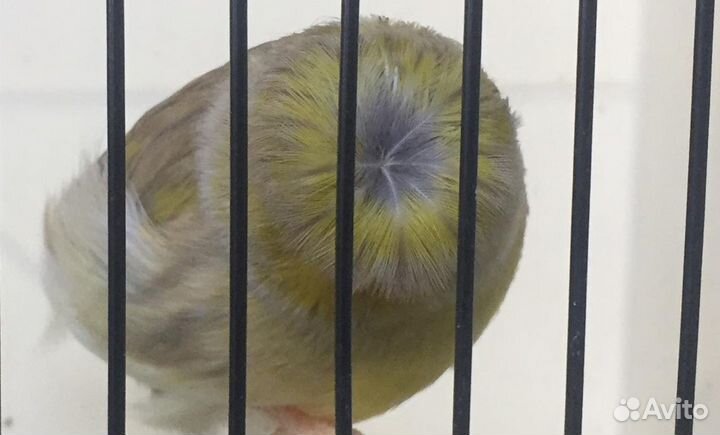 Кенара и канарейки глостеры