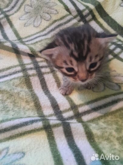 Бенгальские котята