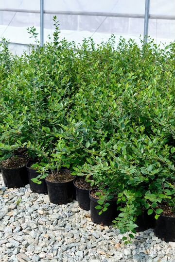 Кизильник блестящий