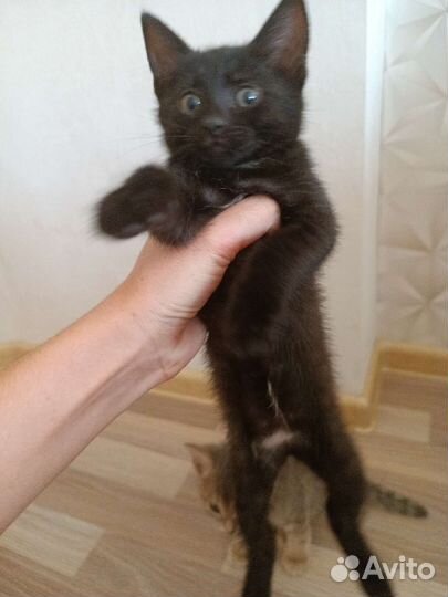 Кошка в дар бесплатно