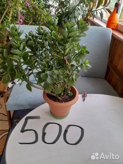 Комнатные растения