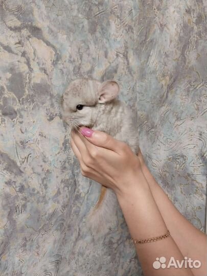Шиншилла