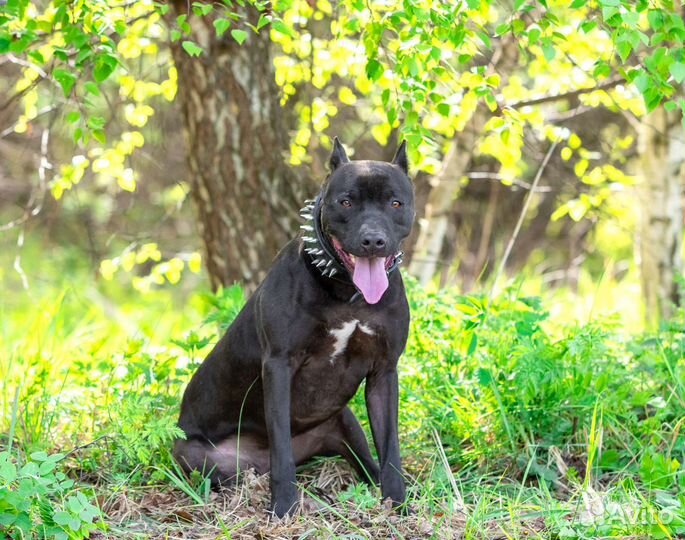 Питбультерьер