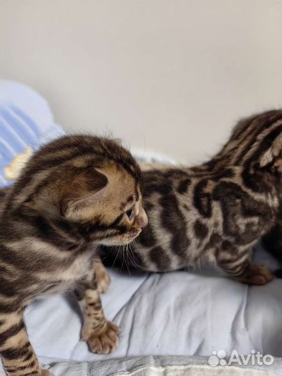 Шикарные бенгальские котята