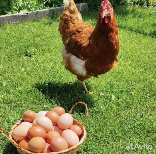 Домашние куриные яйца