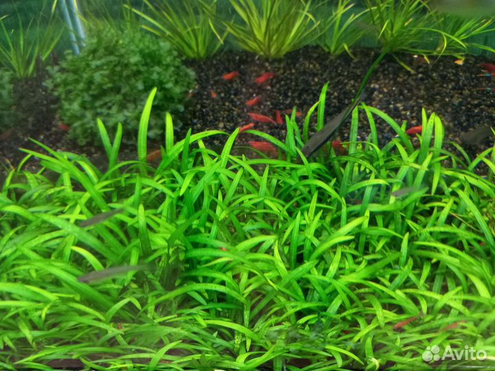Аквариумные растения