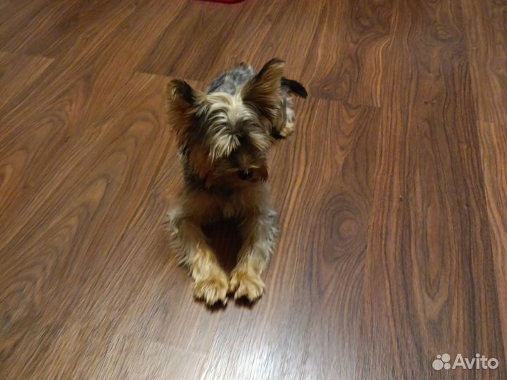 Йоркширский терьер щенок -девочка, - 8 месяцев