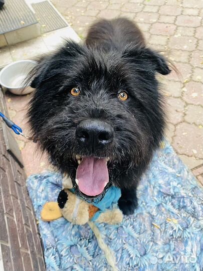 Чудесный бородатик ищет дом добрые руки