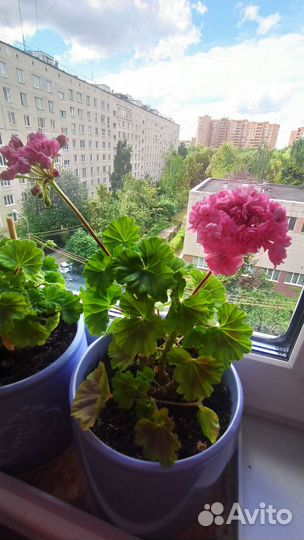 Пеларгония розебудная сортовая