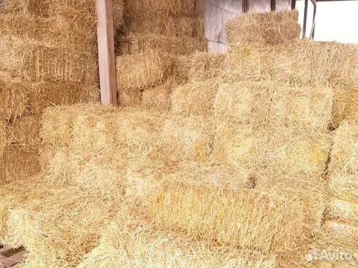 Солома в тюках Сено от производителя 2022