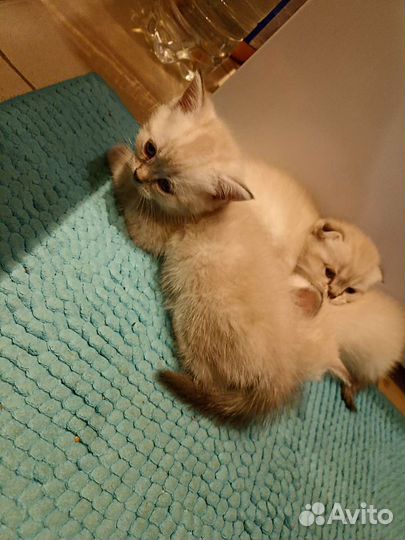 Котята шотландские